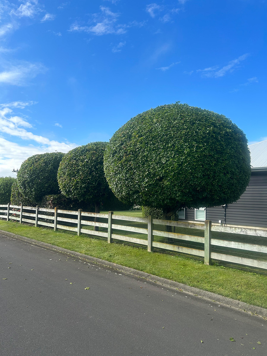 Shaping hedges to stimulate growth
